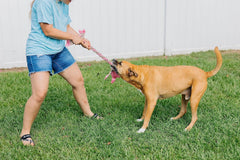 Jolly Pets® Flatheads Tug Dog Toy – Hippo