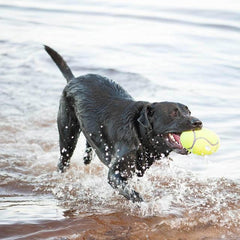 KONG AirDog® Squeaker Football – Medium Dog Fetch Toy