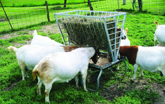 Little Giant® Feeder Goat & Sheep Bunk w/ Rack – Durable Forage and Grain Feeder