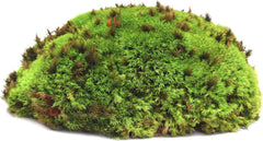Galápagos (05351) Arid Environment Terrarium Kit Ideal for Reptiles, Amphibians, & Small Critters, 4.5 QT Box, Natural