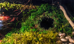 Galápagos (05346) Mossy Cave Hide, Green