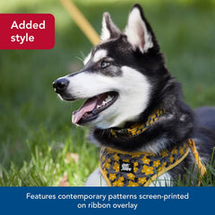 Coastal Pet - Ribbon - Adjustable Dog Collar with Metal Buckle, Yellow Buttercup, 5/8" x 12"-18"