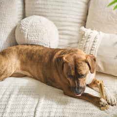 SPOT Bam-Bones Plus T-Bone, Bamboo Fiber & Nylon Dog Chew, Durable for Aggressive Chewers, Non-Splintering, for Adult Dogs & Teething Puppies Under 60lbs, Chicken Flavor