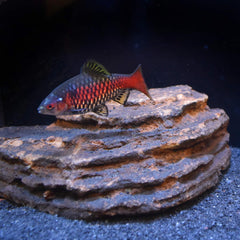 Seachem Neutral Regulator Aquarium Water Treatment