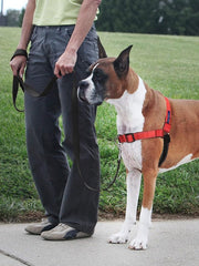 PetSafe Easy Walk Deluxe Dog Harness, No Pull Dog Harness – Perfect for Leash & Harness Training – Stops Pets from Pulling and Choking on Walks – Medium