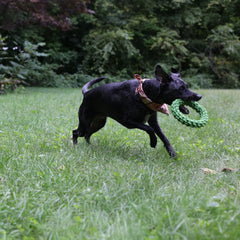 Jolly Pets® Tik Tak Tugzz Rope Dog Toy – O-Shaped