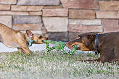 Jolly Pets Knot-N-Chew Gentle Tugger Rope Dog Toy
