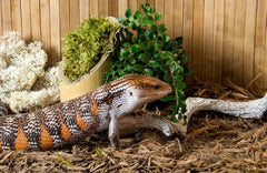 Galápagos (05056) Cypress Tank-Mulch Woodland Bedding for Reptiles & Amphibians, Eco-Friendly, High Absorbency, Dust-Free Perfect for Bearded Dragons, Tortoises, Snakes, & More
