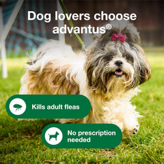 Advantus Dog Advantus Chewable Flea Treatment for Dogs | 7 ct.
