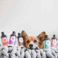 kin organics Fig+Cedar Organic Dog Shampoo