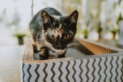 Corrugated Cardboard Cat Scratcher / 17" Bed/with Catnip and Silver Vine