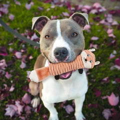 SPOT Skinneeez Stretch and Squeak Dog Toy - Stuffing-Free Stretchy Toy with Crinkle and Squeaker, Fun for Dogs to Tug and Fetch, Assorted Animal Characters - Beaver, Raccoon, or Fox -