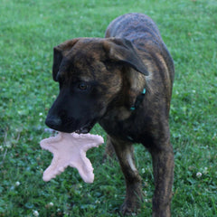 SPOT Ethical Products Love The Earth Starfish 6" Assorted