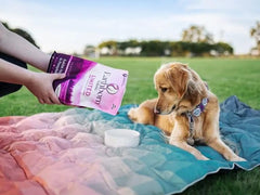 Earthborn Holistic Venture Rabbit Meal & Pumpkin Limited Ingredient Diet Grain-Free Dry Food for Dogs & Puppies