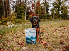 Earthborn Holistic Venture Grain Free Alaska Pollock Meal and Pumpkin Dry Dog Food