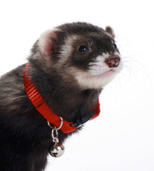 Marshall Pet Products Bell Collar