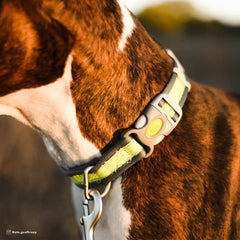 Coastal Pet - Pro - Reflective Adjustable Dog Collar, Bright Orange with Grey