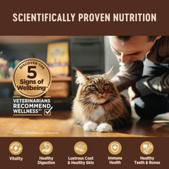 Wellness CORE+ Digestive Health Pate Adult Wet Cat Food, Natural, Protein-Rich, Grain Free (Whitefish)