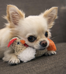 goDog Checkers Just For Me Fat Rooster Squeaky Plush Dog Toy, Chew Guard Technology - White