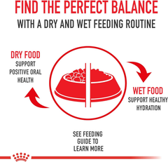 Royal Canin Canine Health Nutrition Beauty Adult Loaf in Sauce Canned Dog Food