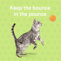 Canidae Goodness for Joints, Premium Adult Dry Cat Food with Real Salmon