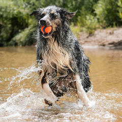 Chuckit! Ultra Ball Dog Toy - For Dogs 60-100 lbs - Made from Durable Rubber - Super Bouncy - Floats in Water - 3-inch Diameter - Pack of 1