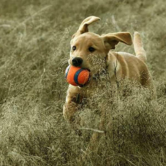 Chuckit! Ultra Balls