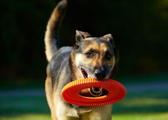 Chuckit! Rugged Flyer Dog Toy, Assorted Colors