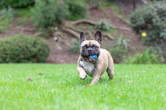 Chuckit! Dog Ultra Squeaker Dog Ball