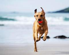 Chuckit! Fetch Ball