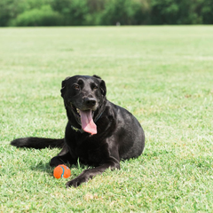 Chuckit! Dog Tennis Ball Dog Toy, Pack of 2