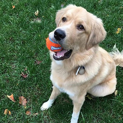 Chuckit! Dog Tennis Ball Dog Toy, for dogs 20-60 lbs, Pack of 4