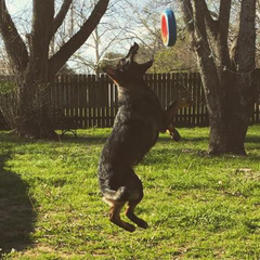 Chuckit! Fetch Wheel Outdoor Dog Toy