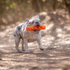 Chuckit! Air Fetch Stick Dog Toy, Orange