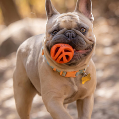 Chuckit! Air Fetch Ball Dog Toy, for dogs 0-20 lbs, Pack of 2