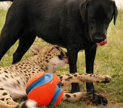 Chuckit! Petmate 251101 Kick Fetch Ball 1EA