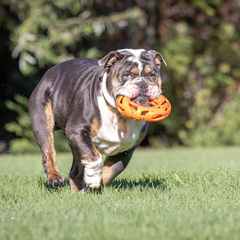 Chuckit! Air Fetch Wheel Doy Toy, Orange