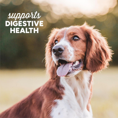 Cloud Star Dynamo Dog Tummy Treats – Soft & Chewy Probiotics Support for Dogs