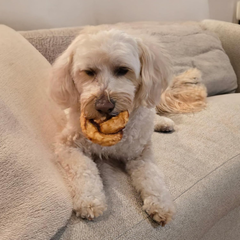 Nothin' to Hide Collagen-Based Dog Chews Medium Pretzel, Beef Flavor, Easily Digestible, Supports Skin, Coat, Joints & Muscles, for Moderate Chewers Under 15lbs