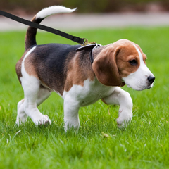 Four Paws Cotton Web Dog Lead Black