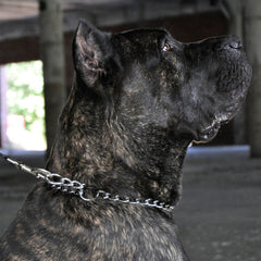 Titan - Coastal Pet Titan Chrome Choke Chain Dog Training Collar