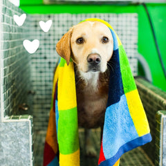 Earthbath 2-in-1 Conditioning Dog Shampoo- Gentle Shampoo and Conditioner for Smelly Dogs, Dog Wash in Bulk, Softens and Detangles, Use for Pet Grooming, Dilutes 33:1- Mango Tango
