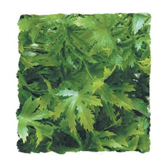 Zoo Med Laboratories Natural Bush™ Cannabis Plants for Reptiles Medium