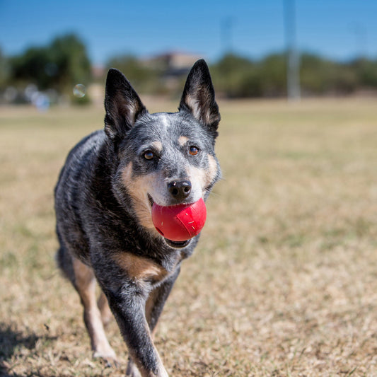 KONG® Ball w/Hole 