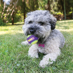 KONG Crunch Air Ball Dog Toy – Medium 1 ball