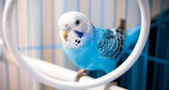 JW® ActiviToys® Double Axis Bird Toys Multicolor One Size