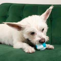 KONG Duets Dental Dog Toy - Raised Nubs with Dual Textures to Clean Teeth and Freshen Breath