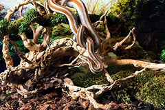 Galápagos Spider Wood, Natural, 12 - 24"