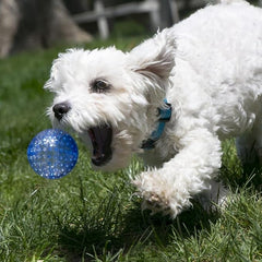 KONG  Squeezz Geodz Squeaker Ball Dog Toy