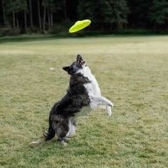 KONG Reflex Glide Flyer - Lightweight, Flexible Flying Disc Frisbee - Floats